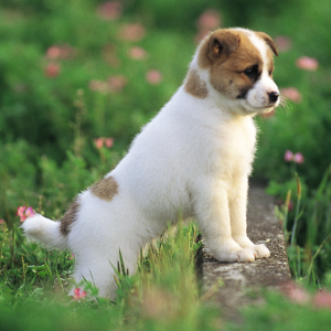 フッター画像　子犬